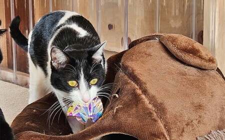 保護猫カフェひがな猫 1時間無料券 3枚 ／ チケット 券 利用券 カフェ利用券 体験チケット 猫カフェ ネコカフェ ねこカフェ 保護猫 保護猫カフェ 1時間 無料 高知県 香美市