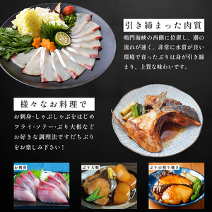 ぶり ラウンド すだちぶり 丸ごと1本 約3kg 冷蔵 徳島 養殖 