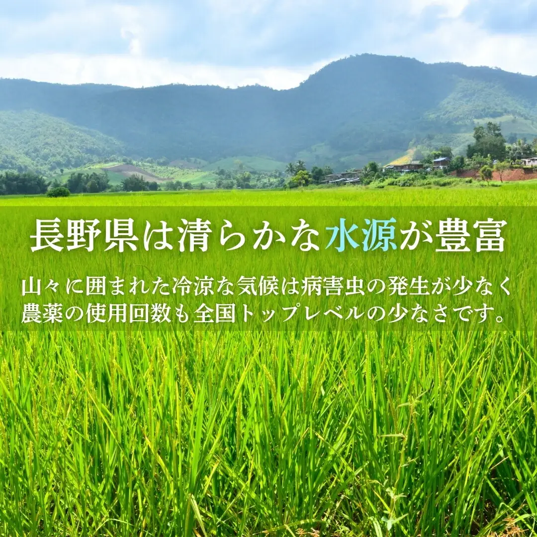 長野県産 もち米 30kg 令和7年産｜ もち米 千曲市 長野県 信州