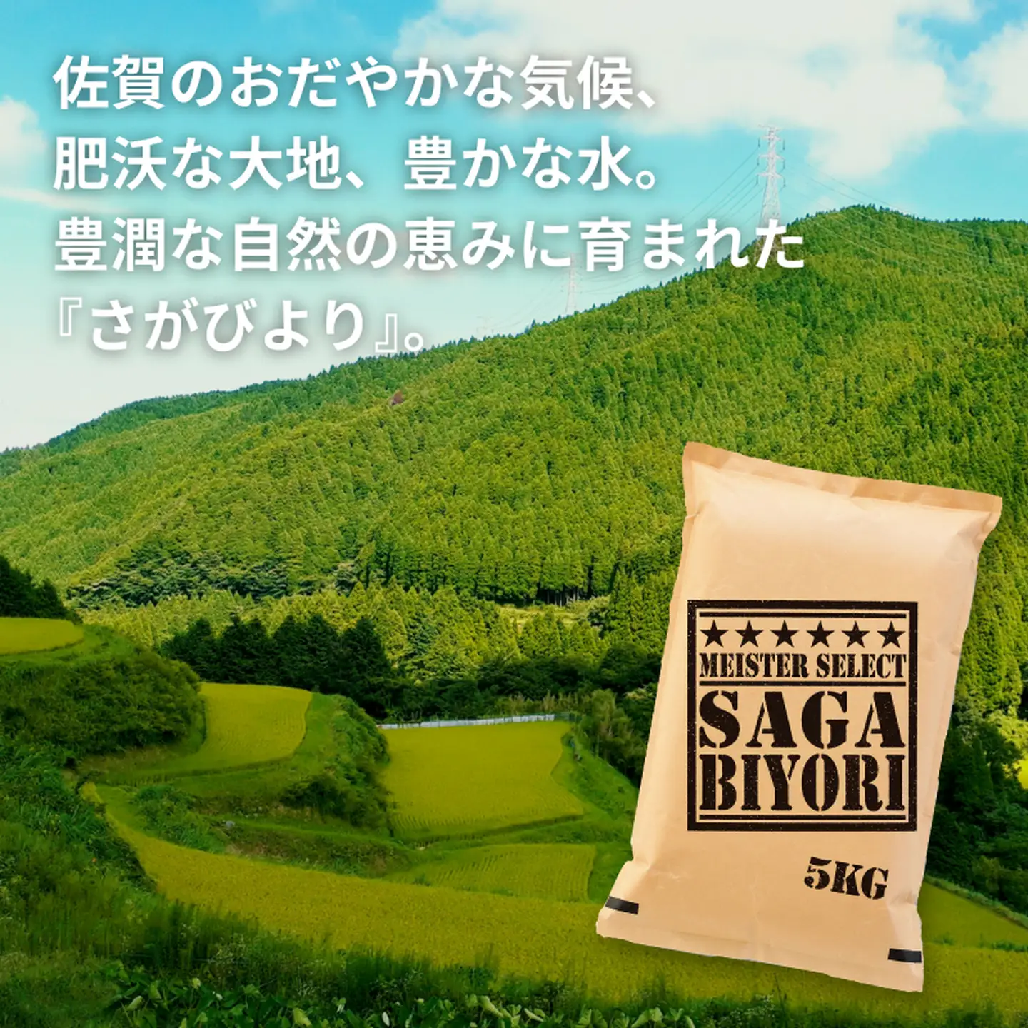 五つ星お米マイスターが厳選！令和7年産 佐賀県産 さがびより 白米 10kg（5kg×2袋）おこめ 米 ：B320-015