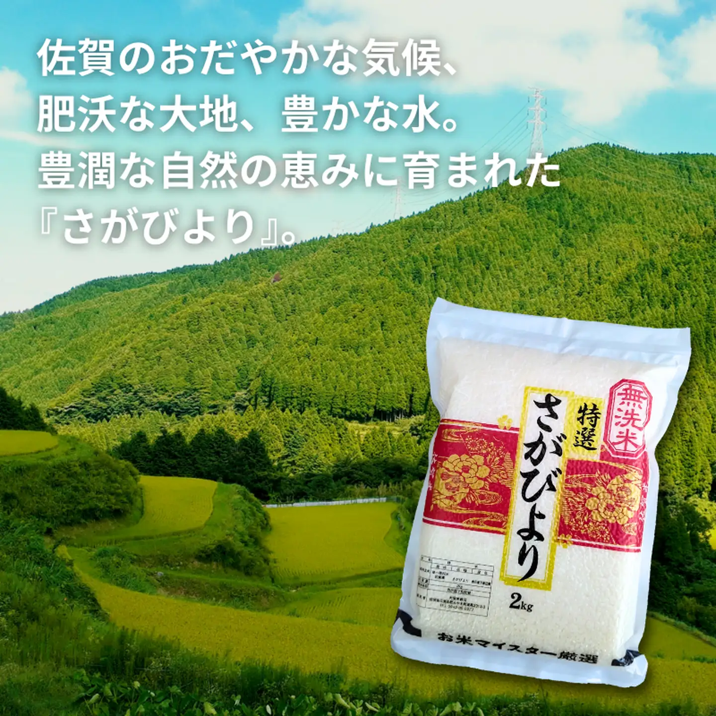 五つ星お米マイスターが厳選！【無洗米】さがびより 2kg×4袋（真空パック）：B350-019