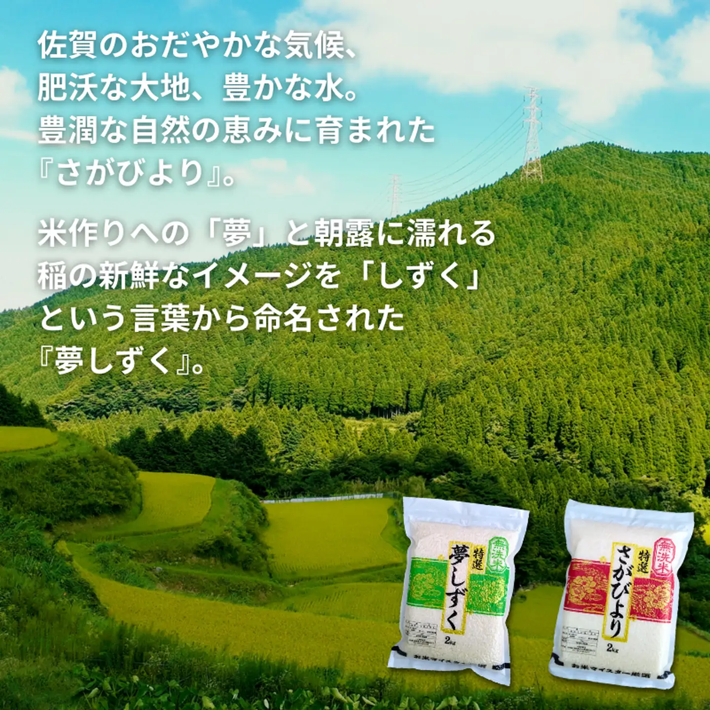 五つ星お米マイスターが厳選！【無洗米】食べ比べセット さがびより2kg×2袋・夢しずく2kg×2袋（真空パック）：B350-021