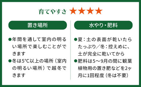 凸凹葉っぱの珍しいモンステラ 『モンステラ・ジェイドシャトルコック』 糸島市 / cocoha 観葉植物 グリーン 緑 インテリア[AWB041]