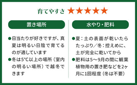 電磁波吸収サボテン 『セレウス・ペルヴィアナス(セレウスサボテン) 』 糸島市 / cocoha 観葉植物 グリーン 緑 インテリア[AWB042]