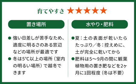キラキラ輝く砂漠の宝石 『ハオルチア・オブツーサ』 糸島市 / cocoha&nbsp;観葉植物 グリーン 緑 インテリア[AWB043]
