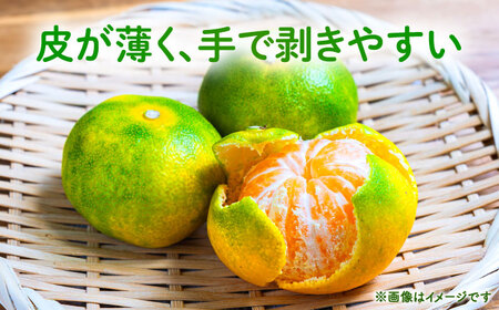 【先行予約】 極早生みかん 2S-2L 約3kg みかん 蜜柑 柑橘 フルーツ 果物 【日本フルーツ株式会社】[ZFJ053]
