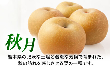 【先行予約】秋月梨　約1.8kg 梨 ナシ フルーツ 果物 【日本フルーツ株式会社】[ZFJ061]