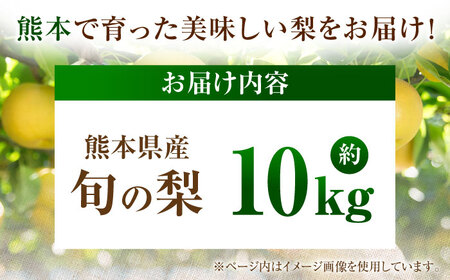 【先行予約】厳選おまかせ梨 約10kg 梨 豊水梨 秋月梨 新高梨 果物 フルーツ 【日本フルーツ株式会社】[ZFJ068]