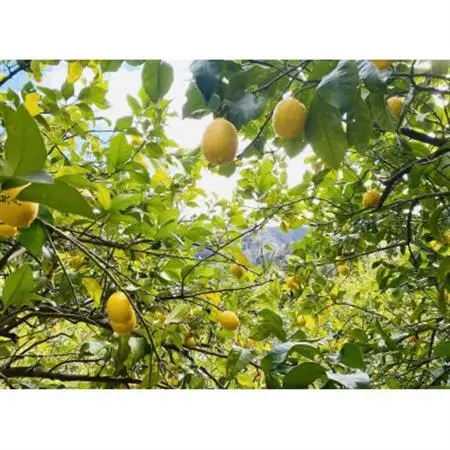伊豆産ハチミツレモンシロップ【1693125】