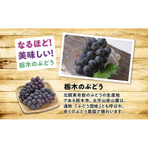 【2026年夏発送分先行受付 / 数量限定】栃木市の絶品「巨峰」セット　2L（約2kg）×1箱（2026年8月下旬～9月上旬発送予定）【フルーツ 果物 くだもの 食品 人気 おすすめ 】