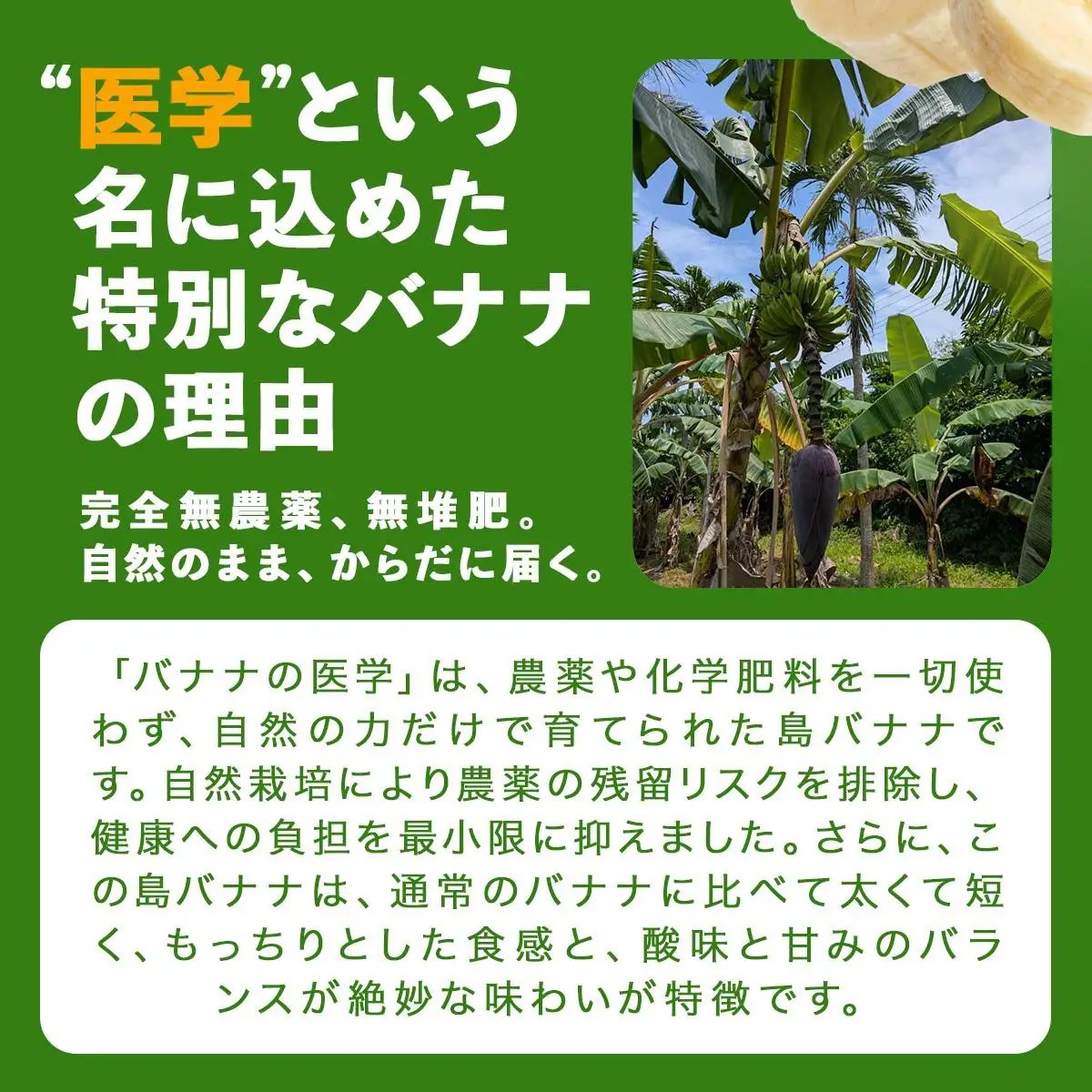 石垣島産 島バナナ 約1kg