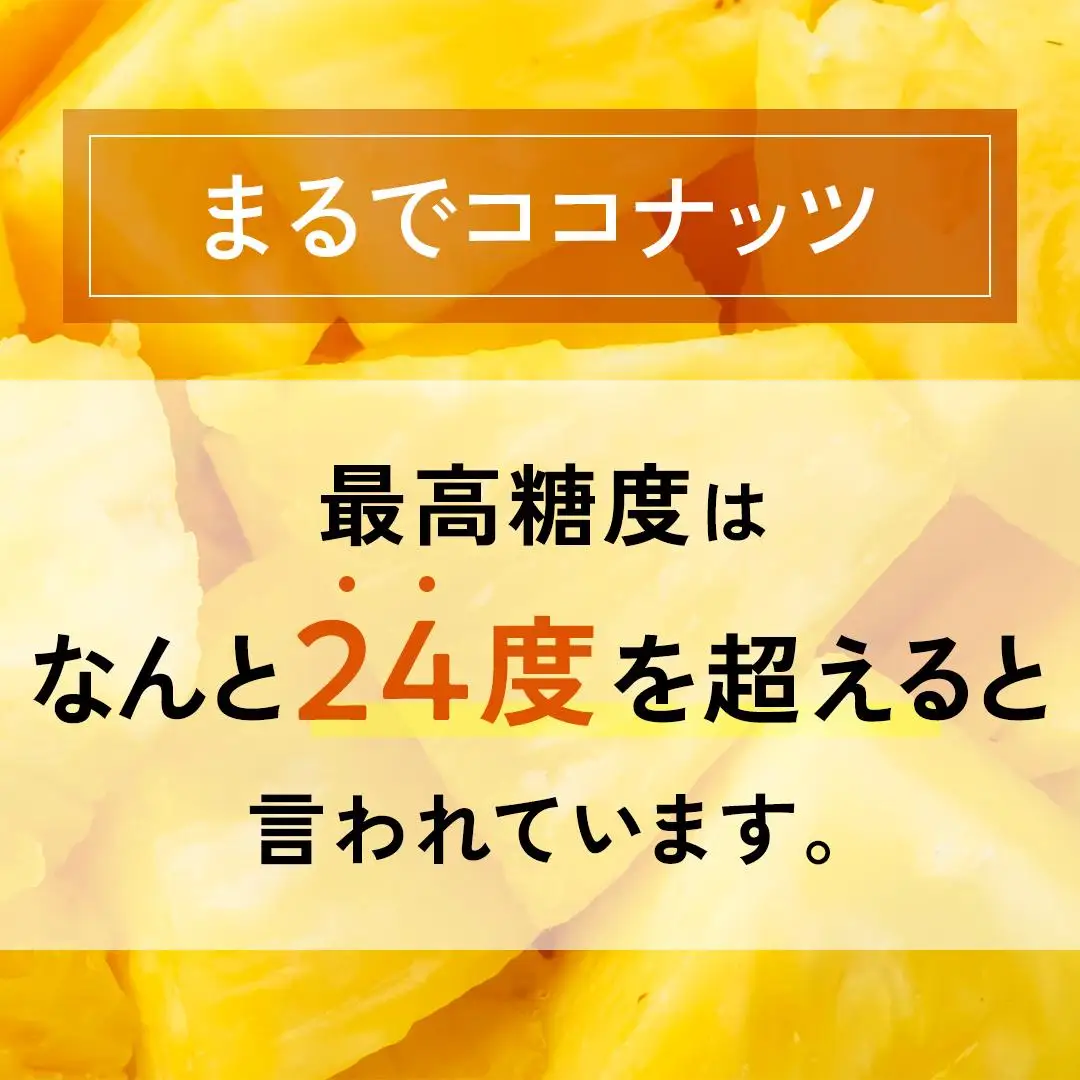 ＜先行予約＞ ホワイトココ パイン 2～3玉 計2～3kg 