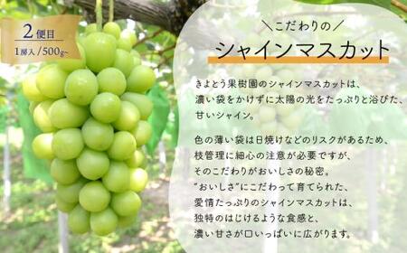 1房お試し定期便! ピオーネ・シャインマスカット・紫苑の3回便(定期便)(岡山県産) 【2026年先行予約】 【KF-T057-01】