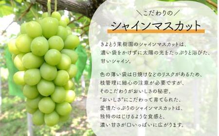 桃も葡萄もしっかり食べたい！旬桃とシャインマスカットの満足便 (定期便) (岡山県産) / 7月9月 【2026年先行予約】【KF-T061-02】