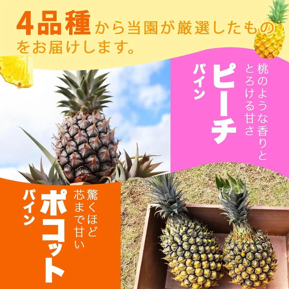KABIRA パイナップル 訳あり 約3kg