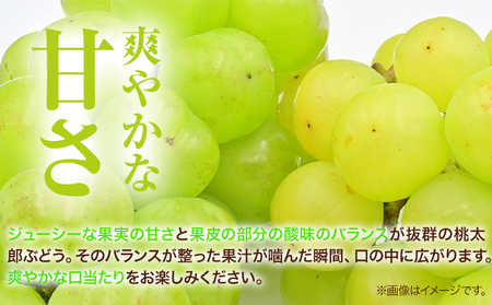 桃太郎ぶどう 2房(480g以上) 【配送不可地域あり】ぶどう
