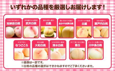 白桃 6玉入り ロイヤル 【配送不可地域あり】桃