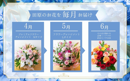 日常にお花がある暮らし タハナ 12回 定期便 フラワーアレンジメント 花 お花 花束 ブーケ 季節 ギフト お祝い 誕生日 記念日 ギフト プレゼント インテリア お洒落 マム カラーマム 愛知県 田原市 バラ ばら 薔薇 花束 花 愛知県 田原市 フラワー 観葉植物