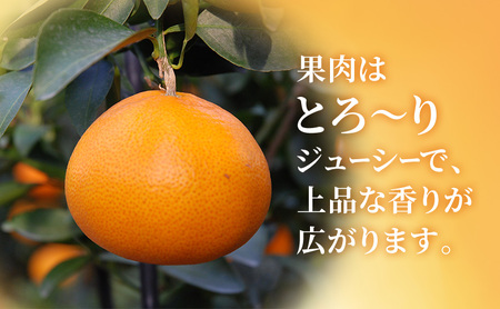 【2027年2月以降発送】せとか 約1Kg 5～7個 柑橘の最高峰 かんきつ 柑橘 みかん ミカン 蜜柑 人気 静岡 浜松市