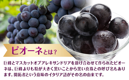 【先行予約】ぶどう ピオーネ 約1.2kg (2房) もりおか農園《9月上旬-10月上旬頃出荷》岡山県 浅口市 送料無料 ぶどう フルーツ 果物 くだもの デザート おやつ【配送不可地域あり】