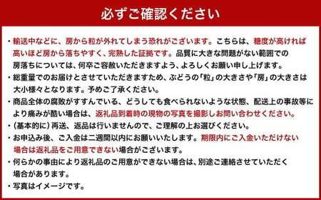 【ご 家庭 用】 ピオーネ 2～3房 1.2kg 【 2026年9月上旬から10月上旬頃発送予定 】 ／ 果物 くだもの フルーツ ぶどう ブドウ 葡萄 大粒 甘味が強い 甘い 果汁 食べ応え 岡山県 美咲町