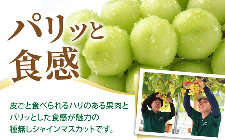 ぶどう (シャインマスカット) 約500g | ぶどう 【2026年8月順次発送】地域おこし　B-033058