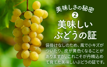 シャインマスカット 400g×1房 【2026年収穫分】 | ぶどう ぶどう 葡萄