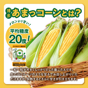 冷凍便！旬の時期に冷凍したSDGs米糠堆肥で作った博多あまっコーンカット品 4.5キロ以上（12～20本） _ 博多あまっコーン カット 4.5キロ以上 12 ～ 20本 カット品 とうもろこし 国産 冷凍 メロンより甘い プレミアムコーン ふくおかエコ農産物 コーン フルーツのような甘さ 野菜 酒見農産 お取り寄せ 福岡県 久留米市 送料無料  〔Gv051〕