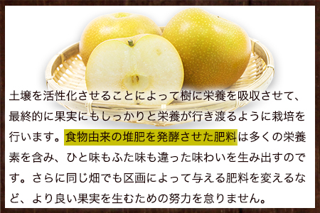 大高フルーツの旬の梨(幸水/豊水/秋麗/あきづき/甘太/新高)★約3kg(5-12玉前後) 予約受付中 フルーツ 秋 旬★熊本県玉名郡玉東町 《8月中旬-10月上旬頃出荷》｜ブランド梨 人気梨 特産品梨 熊本県梨 玉東町梨 大人気返礼品 