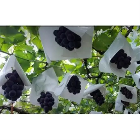 【2026発送予定】農家朝どり種無し巨峰　3～5房入り　山梨市産地直送　約2kg以上【配送不可地域：離島】【1178163】