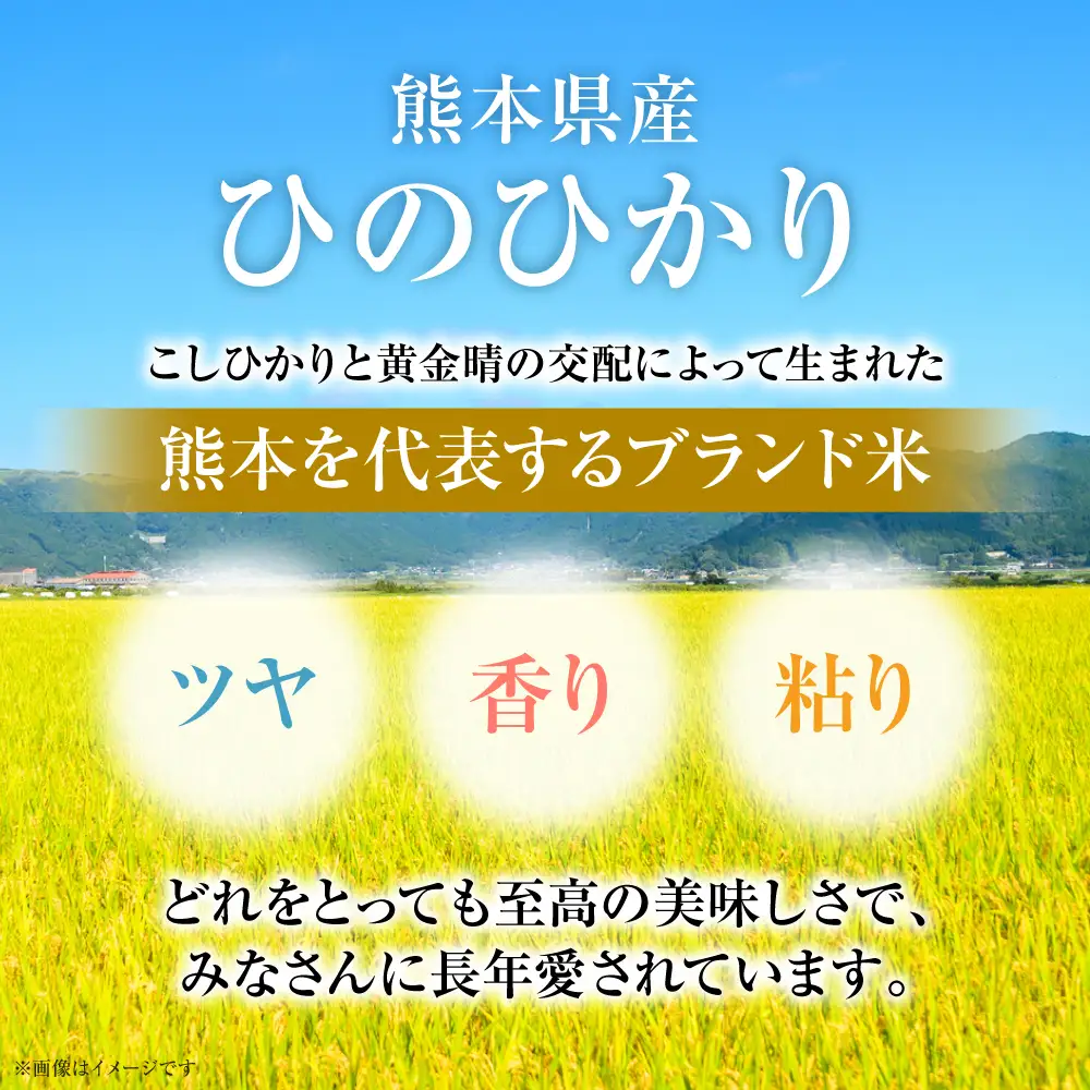 【令和7年産】 熊本県産 くまモンひのひかり 5kg (5kg×1袋) 米 お米 精米 白米 ごはん ご飯 熊本