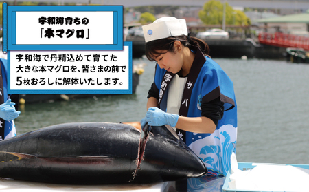新鮮 マグロ 解体 出張 LIVE 関西開催限定 サバキ女子 宇和島プロジェクト マグロ解体ショー L2510-071016