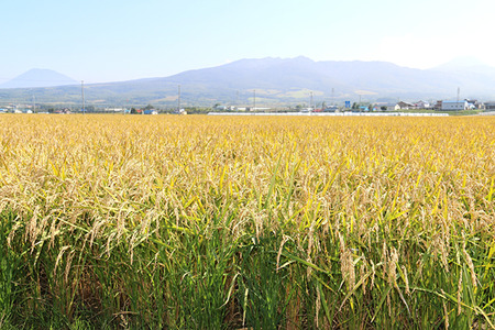 〈令和7年産〉 ゆめぴりか＆ななつぼし 食べ比べ 各5kg 計10㎏ 精米 北海道 共和町 共和町米生産友の会 ※沖縄・離島への配送不可