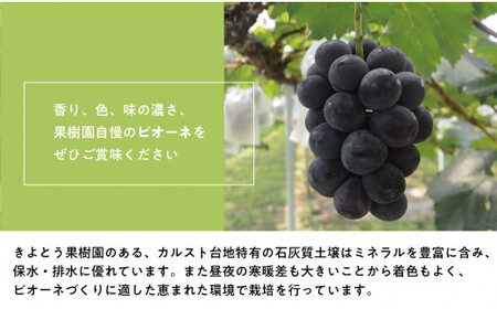 葡萄1房お試し４回便（ボッケーネ・ピオーネ・シャインマスカット・紫苑）(定期便) (岡山県産)【KF-T003-01】