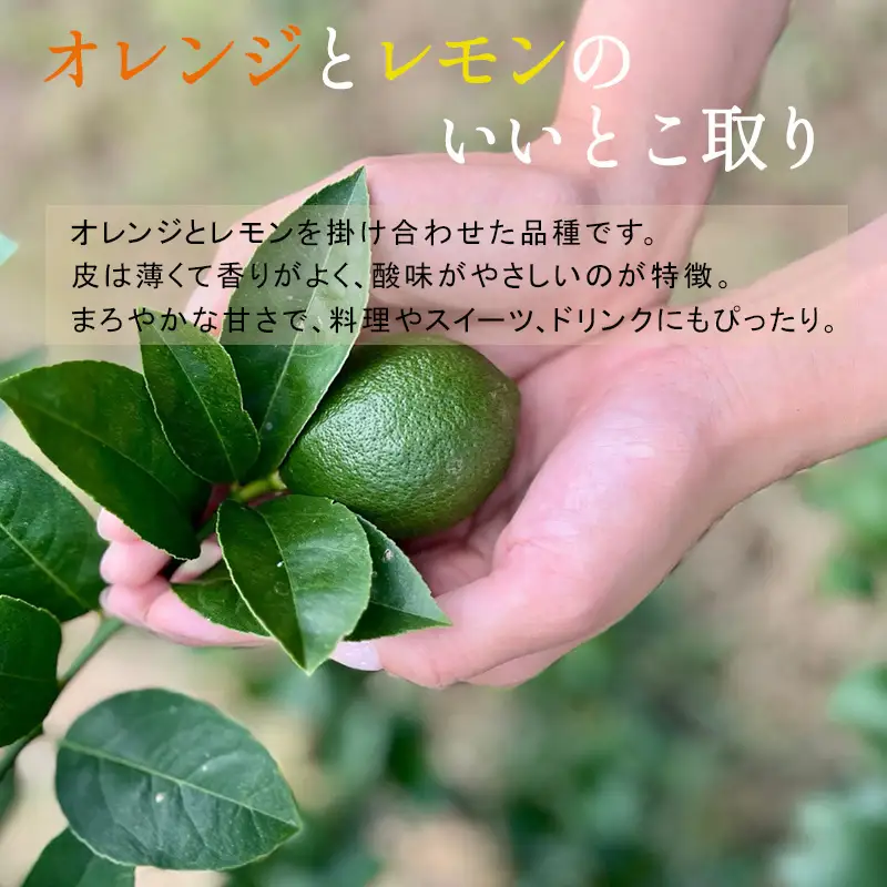 『先行予約』【令和8年11月より順次発送】皮ごと食べる マイヤーレモン 1.5kg