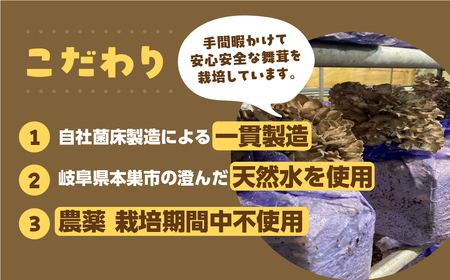 【お試し】乾燥 舞茸 約 20g お試し サイズ 薄墨舞茸 混合 不揃い おまかせ 簡易梱包 訳あり 訳アリ BBQ 野菜 栽培期間中 農薬不使用 岐阜県産 本巣市 国産 きのこ キノコ まいたけ マイタケ 産地直送 新鮮 数量限定 常温 モトスマッシュ [mt1917] 6000円