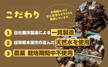 【お試し】乾燥 キクラゲ 約 20g メール便 サイズ 混合 不揃い おまかせ 簡易梱包 訳あり 訳アリ 料理 野菜 栽培期間中 農薬不使用 岐阜県産 本巣市 国産 きのこ キノコ きくらげ 産地直送 新鮮 数量限定 モトスマッシュ [mt1918] 4000円 4千円