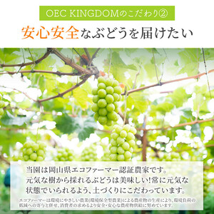 ぶどう 2026年 先行予約 シャインマスカット 2房(1kg以上)  贈答クラス ブドウ 葡萄 岡山県産 国産 フルーツ 果物 ギフト OEC KINGDOM ぶどう家 果物類