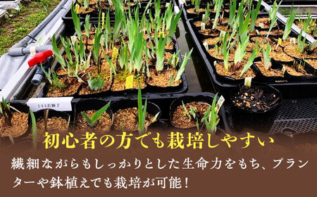 観葉植物 花しょうぶの苗5品種5ポットセット  観葉植物[AGBG001]