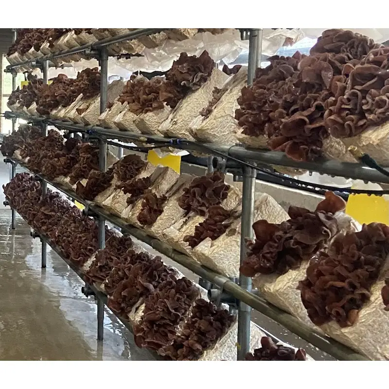 【きくらげ】 国産 乾燥 20g × 3袋 きくらげ