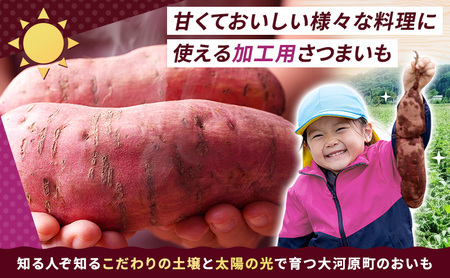 さつまいも 約10kg 紅はるか 加工用 大きいサイズ サツマイモ 宮城県産 甘い 秋 冬 スイーツ いも 産地直送 宮城県 大河原町