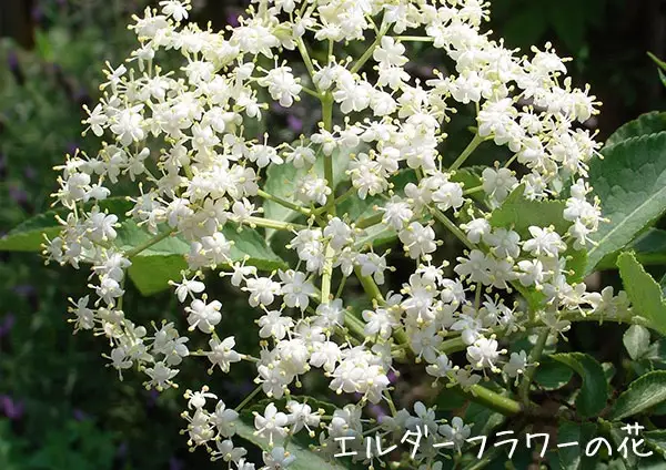 エルダーフラワー（西洋ニワトコ オーレア）9cmポット苗【花苗 花 季節の花 花セット ガーデニング 家庭菜園 園芸 初夏 夏 花壇 庭 鉢 玄関 プランター 寄せ植え おうち時間 趣味 ベランダ 土っ子倶楽部 プレゼント ギフト 】