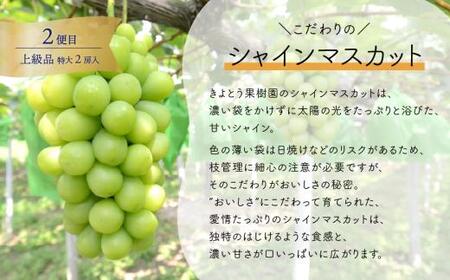 量より質！厳選した大玉桃と大粒のシャインマスカットが届く２回便！ (定期便)(岡山県産) 【2026年先行予約】 【KF-T063-01】