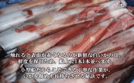 【便利な個包装】高級朝どれ白いか丸ごと3本セット【ぜひお刺身で！】｜イカ 剣先イカ 烏賊 母の日 父の日
