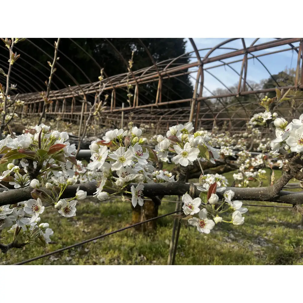 1256.【2026年度発送先行予約】数量限定　新甘泉　3kg