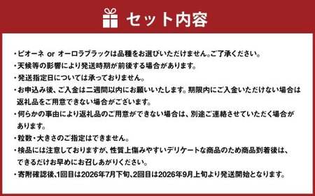 【2回定期便】 贈答用 ピオーネ or オーロラブラック 2房 （1kg以上） ＆ シャインマスカット 2房 （合計1kg以上） 【2026年7月下旬から順次発送予定】 ／ くだもの 果物 果実 フルーツ ぶどう ブドウ 葡萄 マスカット 冷蔵 岡山県 美咲町