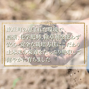東庄町産　朝採り　とうもろこし（おおもの）　5kg ／ とうもろこし トウモロコシ おおもの 朝採り 産地直送 千葉県 東庄町 送料無料