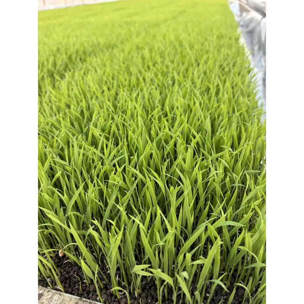 定期便　【令和7年産】南魚沼産コシヒカリ　八色　精米5kg×6回【定期便 銘柄米 ブランド米 精米 こしひかり コシヒカリ 魚沼産 新潟米 産地直送 お米 米 こめ コメ ご飯 御飯 ごはん】