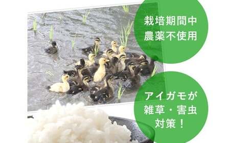 令和7年産 合鴨農法米 ヒノヒカリ 玄米 5kg×1 米 お米 こめ ライス 農薬・化学肥料不使用 合鴨農法 国産 九州 熊本県産 常温