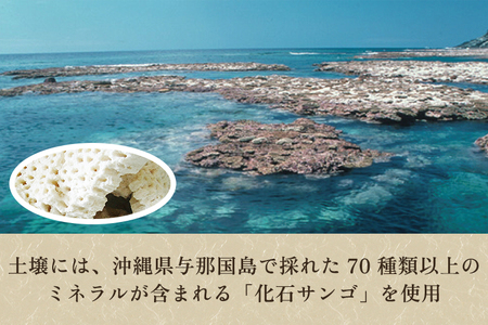 【2026年先行予約】和梨 王秋 5kg（5?8玉）《11月中旬?順次出荷》